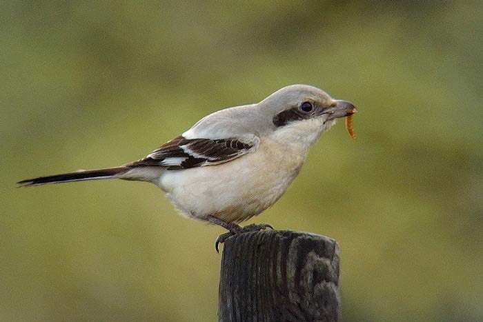 Steppe Grey Shrike