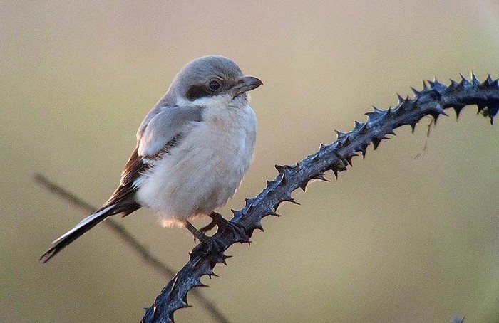 Steppe Grey Shrike