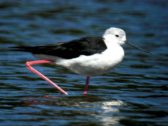 Black-winged Stilt