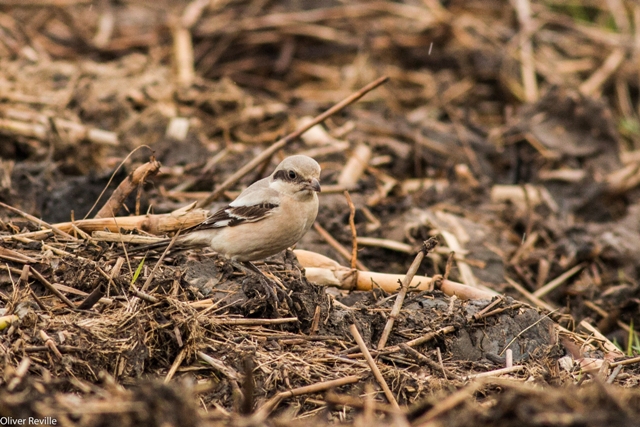 Steppe Grey Shrike