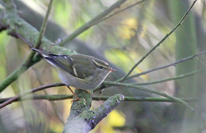 Yellow-browed Warbler