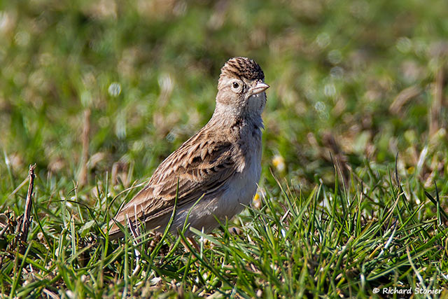 Short-toed Lark