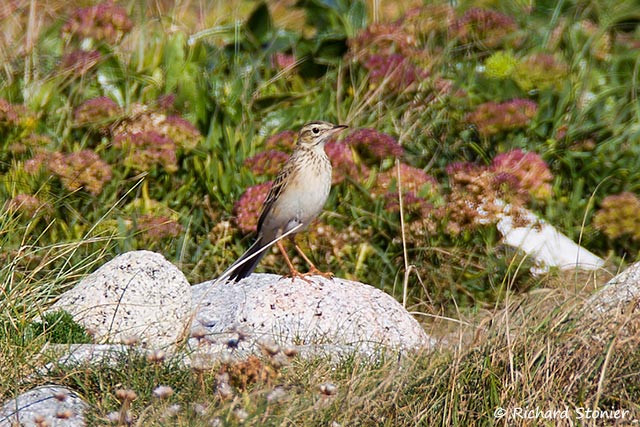 Richard's Pipit
