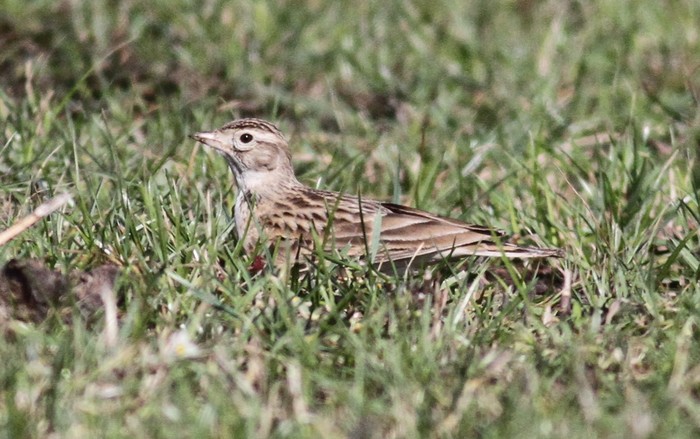 Short-toed Lark