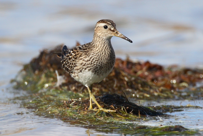 Pectoral Sandpiper