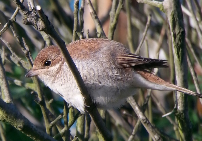 Red-backed Shrike