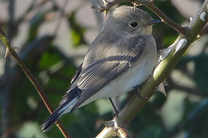Red-breasted Flycatcher