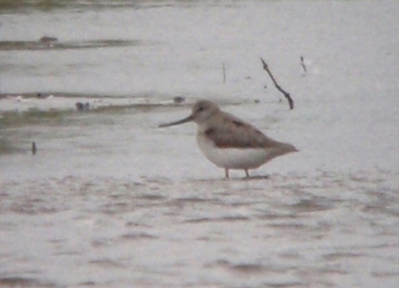 Terek Sandpiper