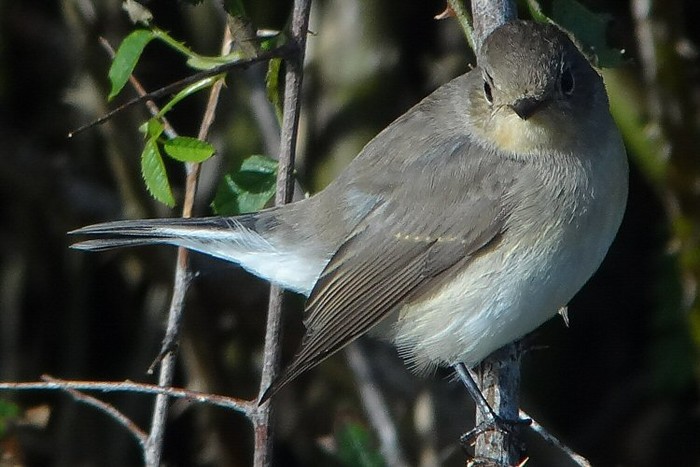 Red-breasted Flycatcher