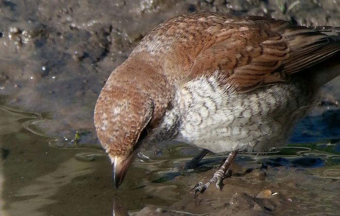 Red-backed Shrike