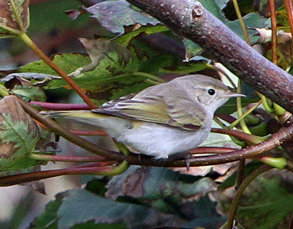 Eastern Bonelli's Warbler