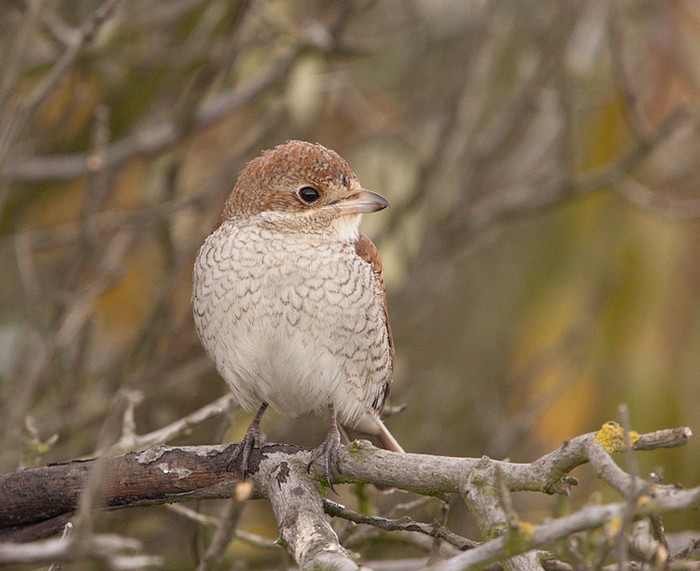Red-backed Shrike