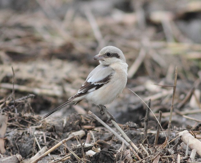Steppe Grey Shrike
