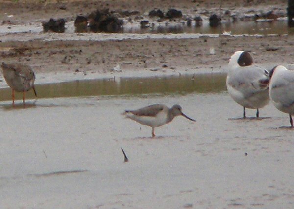 Terek Sandpiper