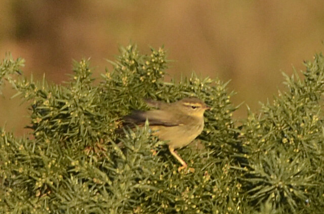 Radde's Warbler