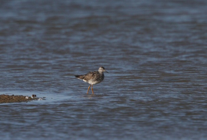 Lesser Yellowlegs