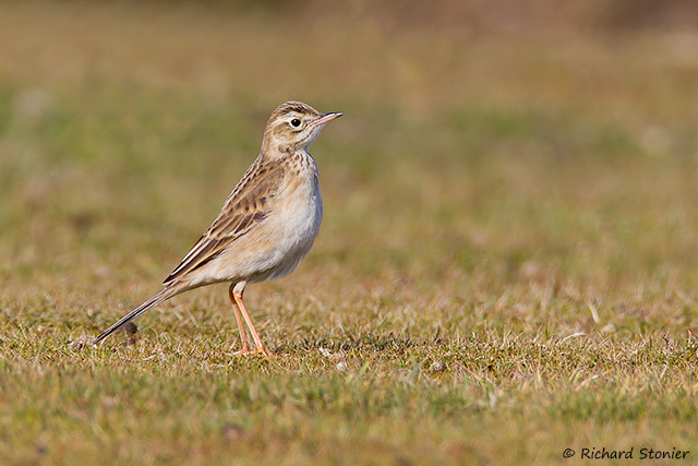 Richard's Pipit
