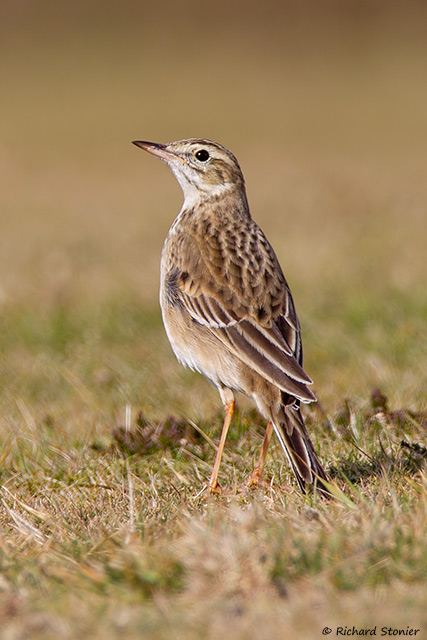Richard's Pipit