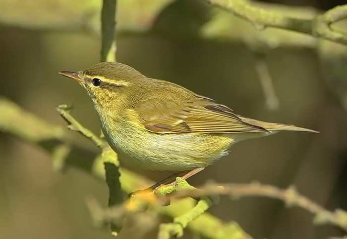 Arctic Warbler