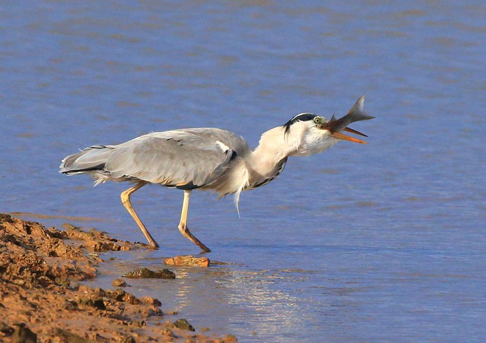Grey Heron