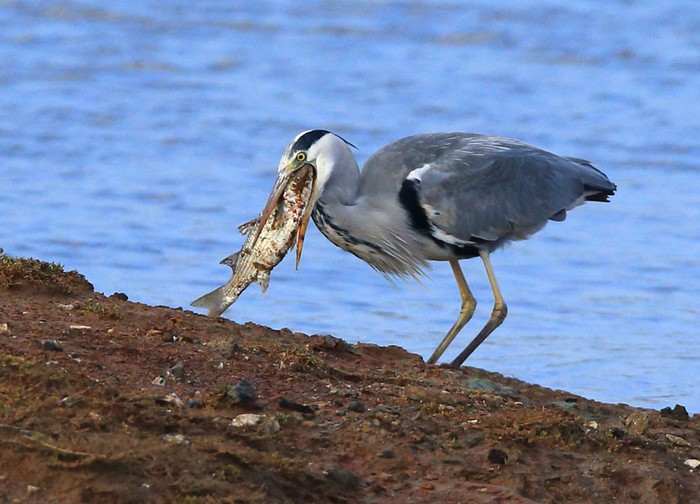 Grey Heron