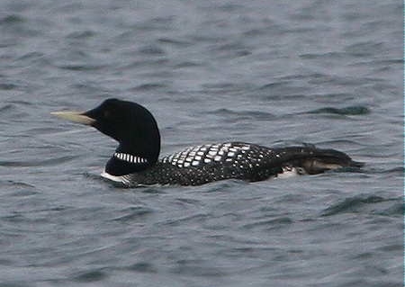 White-billed Diver