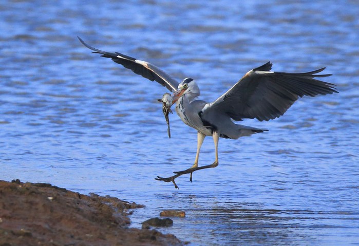 Grey Heron