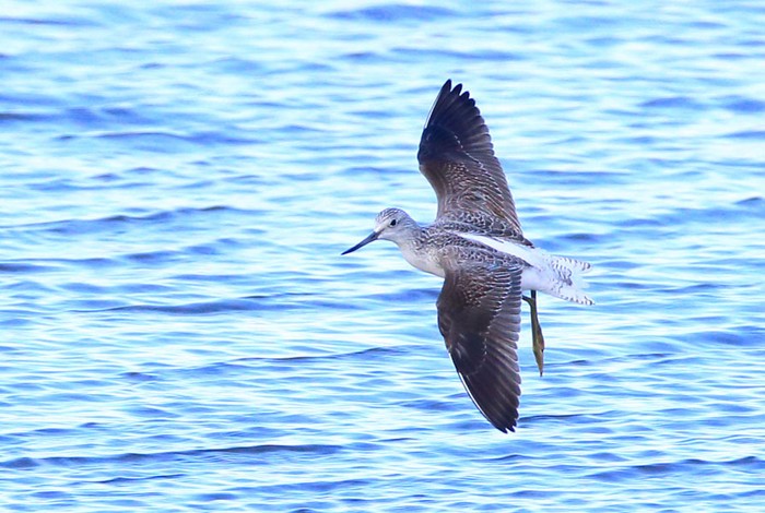 Greenshank