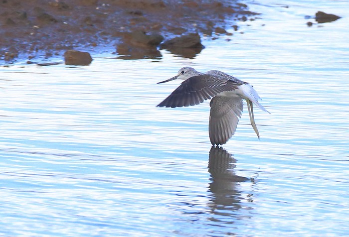Greenshank
