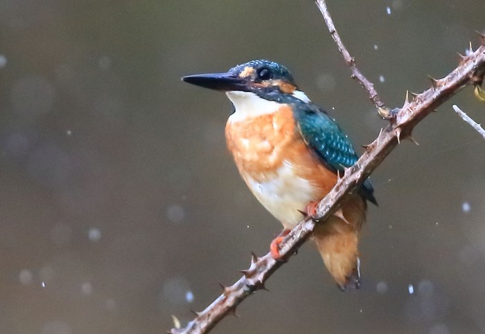 Kingfisher