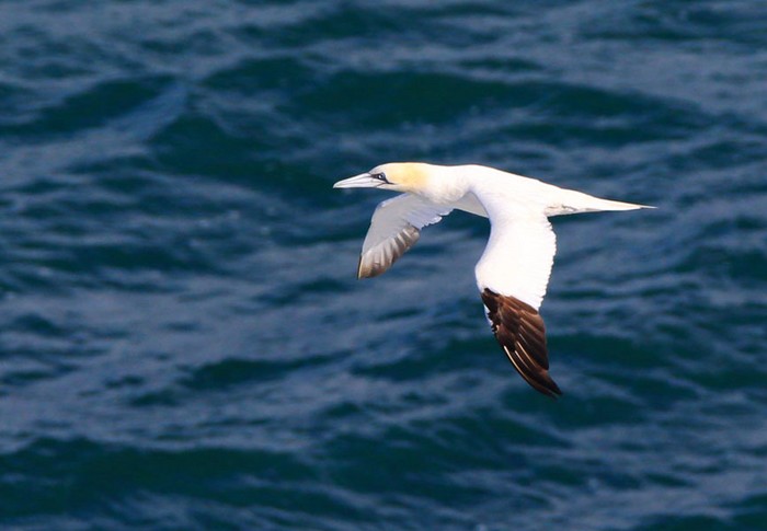 Gannet