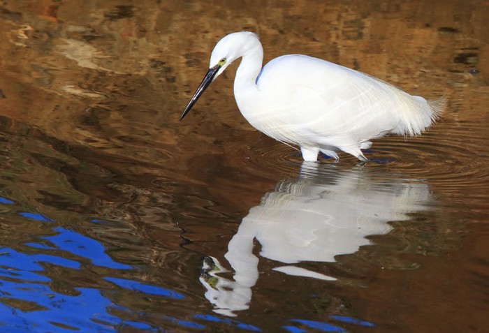 Little Egret