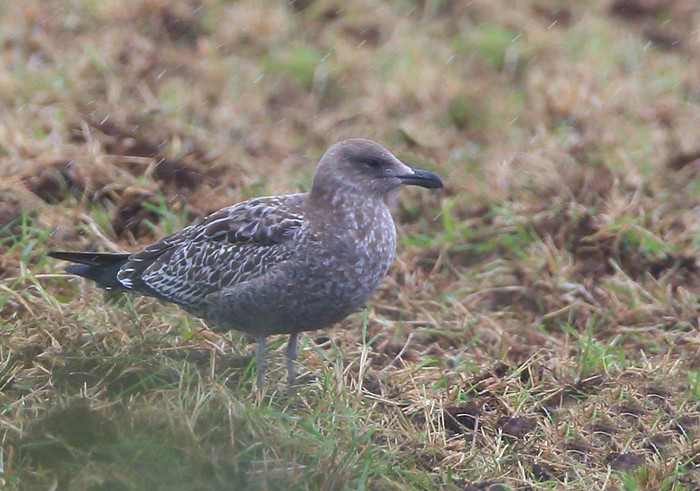Herring Gull