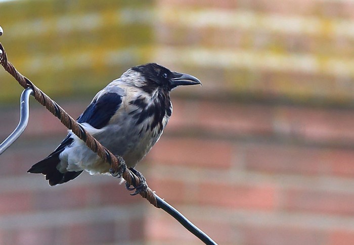 Hooded Crow