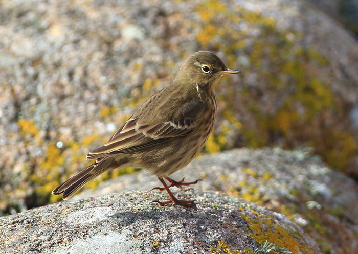 Rock Pipit