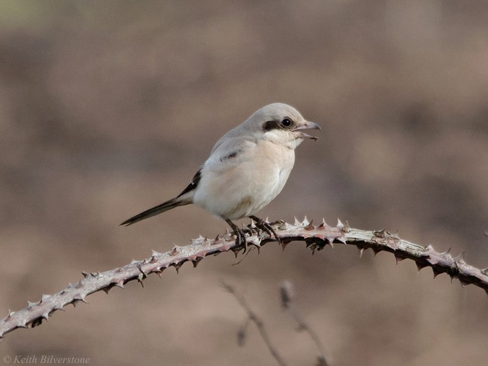 Steppe Grey Shrike