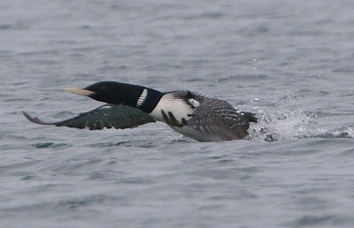 White-billed Diver