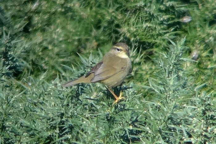 Radde's Warbler