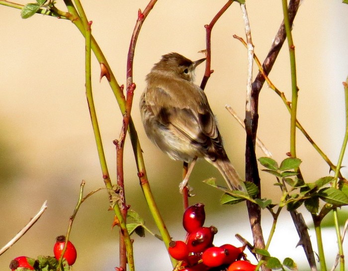 Booted Warbler