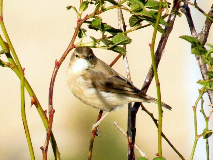 Booted Warbler