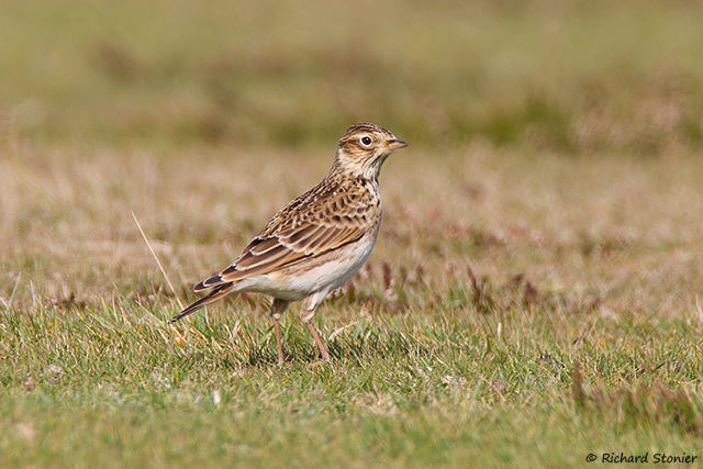 Skylark