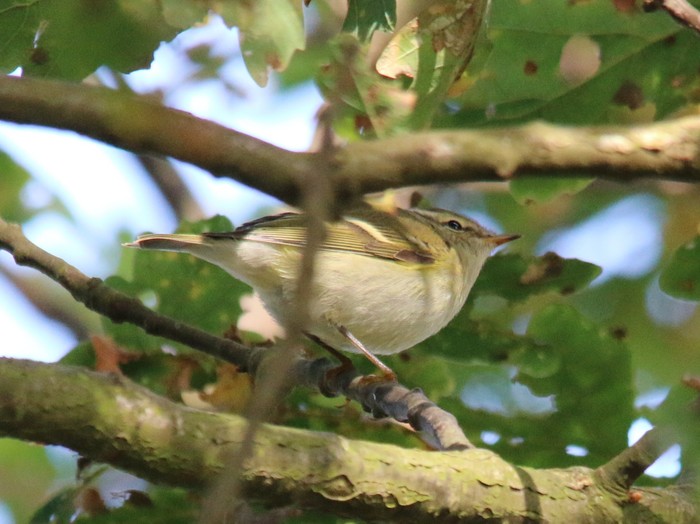 Yellow-browed Warbler