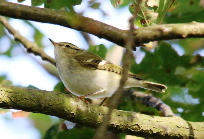 Yellow-browed Warbler