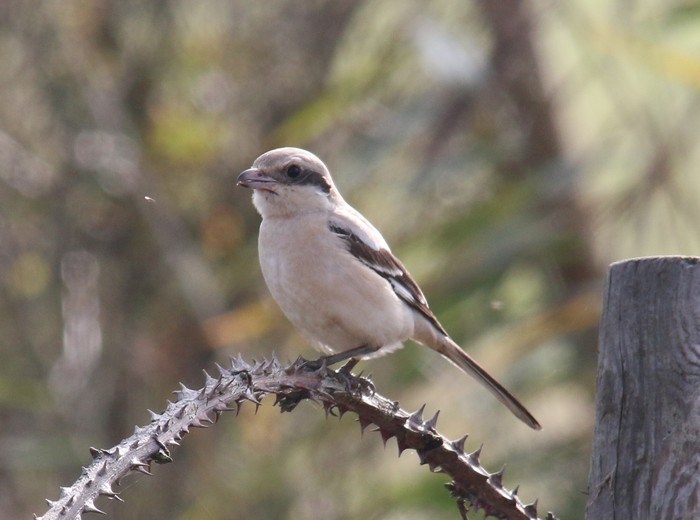 Steppe Grey Shrike