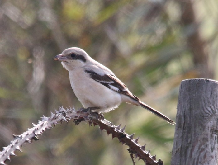 Steppe Grey Shrike