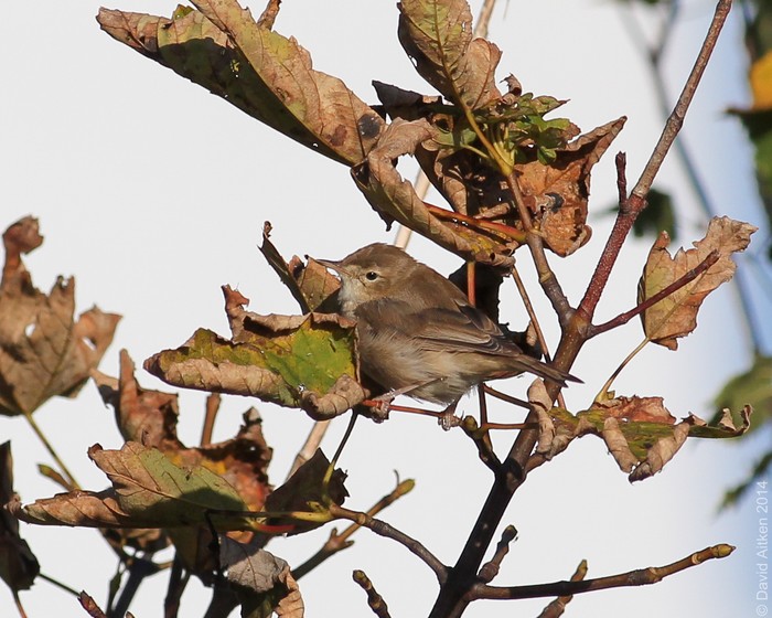 Booted Warbler