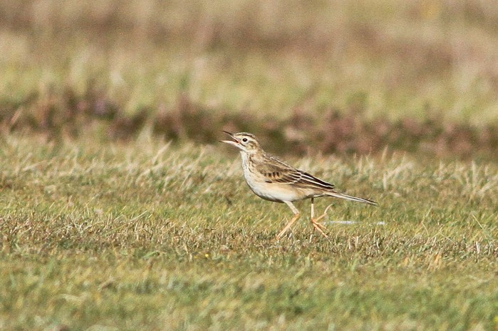 Richard's Pipit