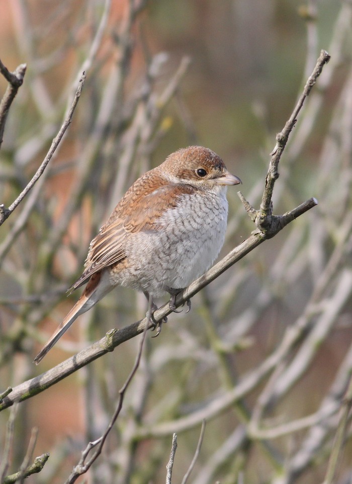 Red-backed Shrike
