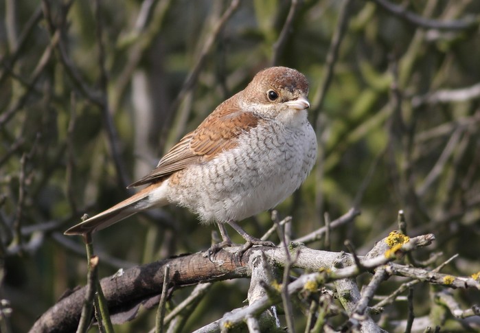 Red-backed Shrike