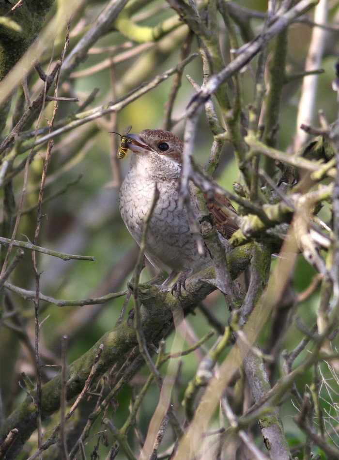 Red-backed Shrike